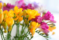 freesia outdoor cultivation and care