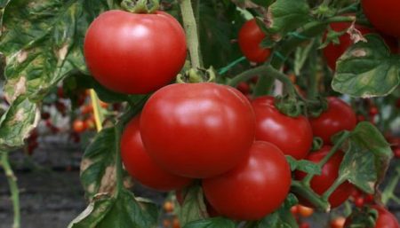 Nya sorters tomater av sibiriskt urval för 2016