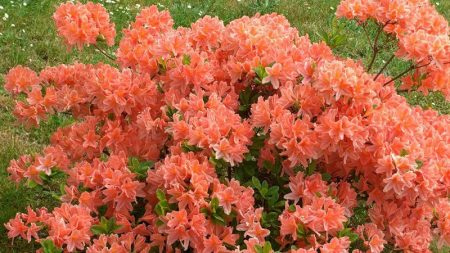 Rhododendrons en banlieue: atterrissage et soins