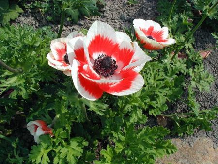 Anemone, landing and care