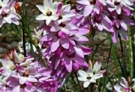 Ixia outdoor planting and care