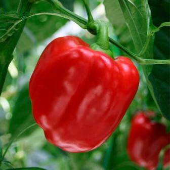when to plant pepper