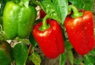 the best varieties of pepper for Moscow region