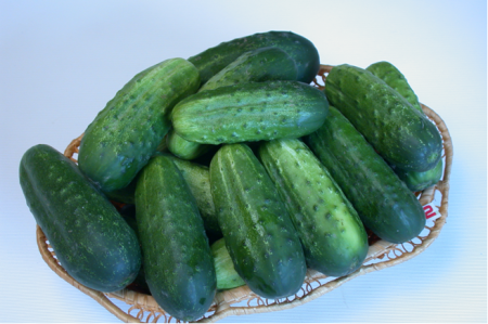 Cucumbers for open ground for Moscow region