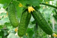 the best cucumbers for Moscow region