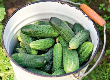 Cucumbers for open ground for Moscow region