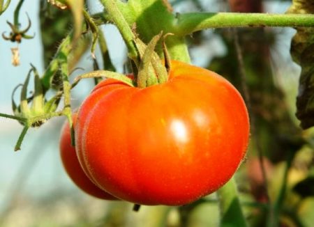 De bästa tomaterna för växthus i förorterna