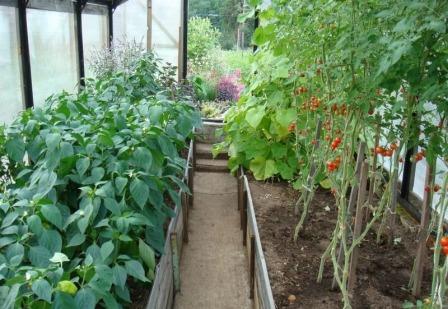 tomatoes and peppers in one greenhouse