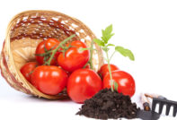 het planten van tomaten voor zaailingen in 2016