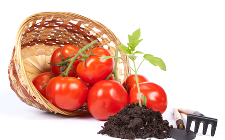 penanaman tomato untuk anak benih pada tahun 2017