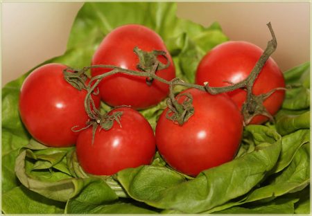 Polykarbonátové skleníkové paradajky