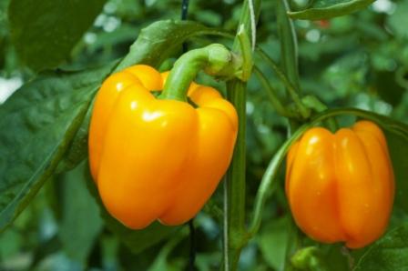 odrůdy sladké silnostěnné papriky pro Moskevskou oblast