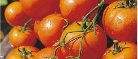 Las mejores variedades de tomates para 2017