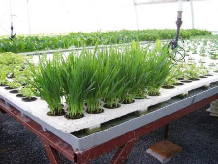 Hydroponics at home, do-it-yourself greens