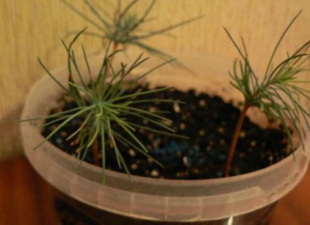How to grow a cedar from a nut at home