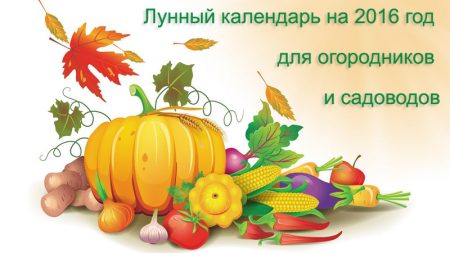 Såkalender för Bryansk-regionen 2016