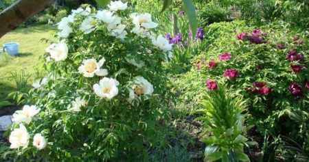 Tree peony, planting and care in the open ground
