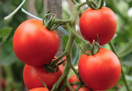 Variedad de tomate 