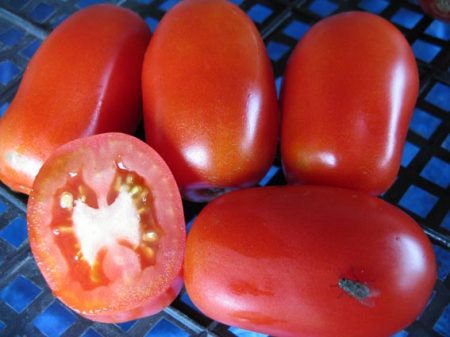 varieties of tomatoes of Siberian selection