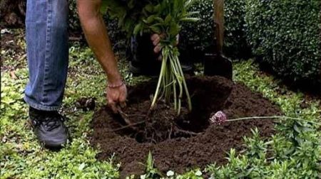 plantera trädpioner i trädgården