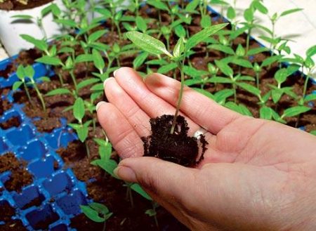 The timing of planting pepper seedlings in 2017