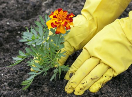 When to plant marigolds on seedlings in 2017