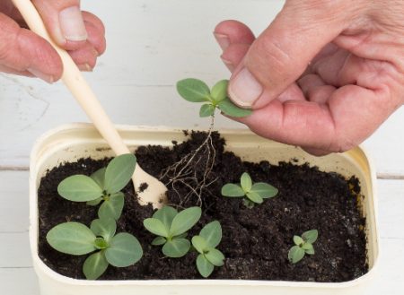 يوستوما: ينمو من البذور في المنزل ، الصورة