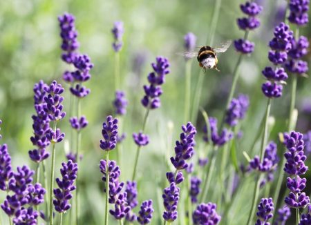 Lavender: tumbuh dari benih di rumah