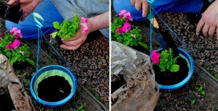 Petunia vetőmag termesztése mikor ültetni