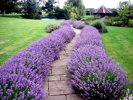 Lavendel: växer från frön hemma