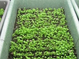 Lobelia: pěstování semen