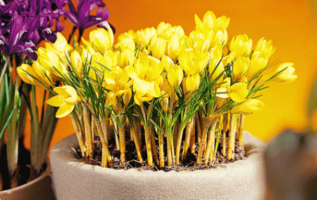 Crocuses: planting and care at home