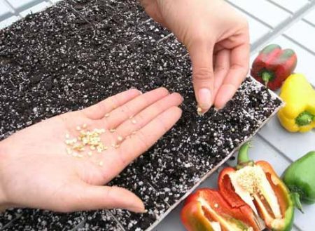 Pepper seed preparation