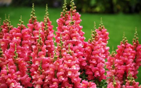 Snapdragon: growing from seeds at home