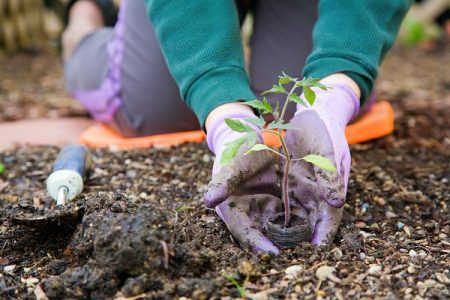 Gynnsamma dagar för plantering av tomater i mars 2018