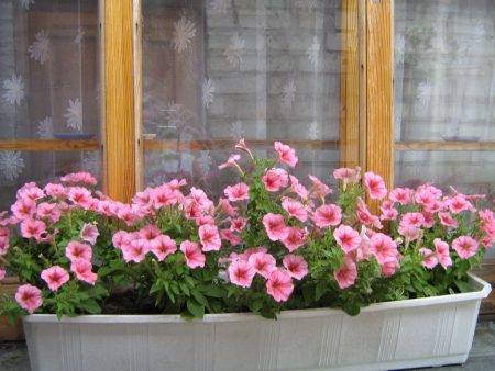 Petunia: growing from seeds when to plant
