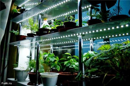 Belysning för plantor hemma