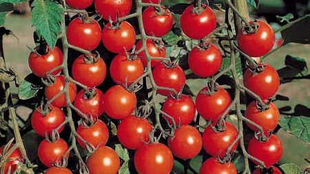 Tomatoes for the South of Russia