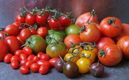 Variedades de tomates para invernadero resistentes al tizón tardío.