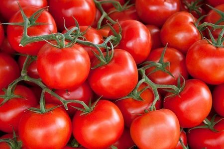 Varieties of tomatoes for the greenhouse resistant to late blight