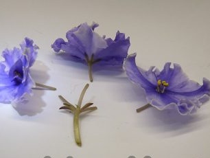 Koreňové stopky kvetov fialiek chiméry