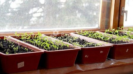Dates of planting seedlings at home