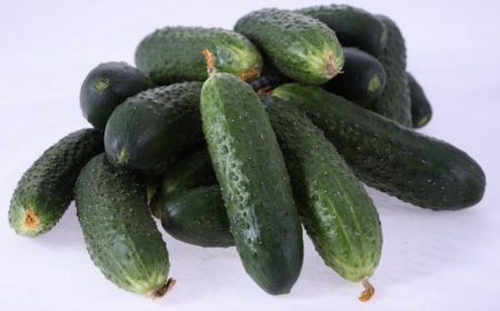 Varieties of cucumbers for open ground, self-pollinated