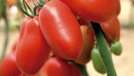 Variedades de tomates para invernadero resistentes al tizón tardío.