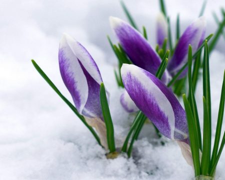 What will be the spring of 2016: early or late