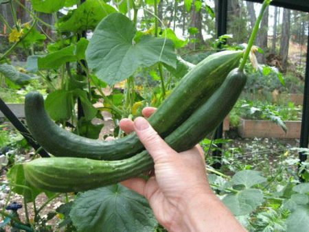 Polycarbonate Greenhouse Cucumbers