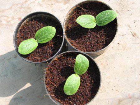 When to plant zucchini for seedlings