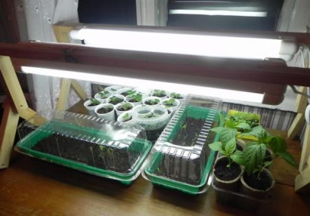 Lighting for seedlings at home