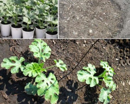 When to plant watermelons for seedlings