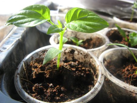 Preparation of pepper seeds for sowing seedlings